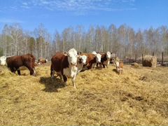 Коровы порода герефорд с фермы