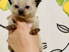 Тайский котёнок Чекли-поинт