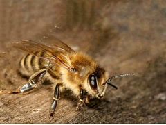 Пчеломатка серой горной кавказской пчелы