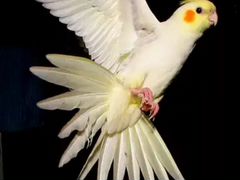 Попугай карелла пара