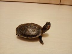 Черепаха красноухая, аквариум 15л с плотом