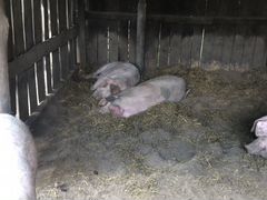 Домашняя свинина