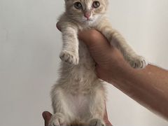 Кошечки в добрые руки