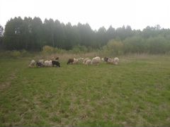 Бараны овцы ягнята овцематки