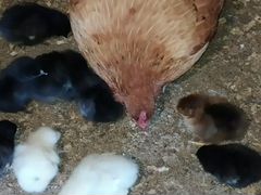 Несушка с цыплятами