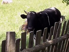Коровы тёлки быки производители