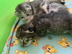 Котята рождены 24 июня