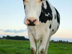 Корова на молоко