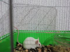 Мышки белые