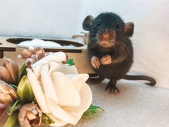 Крыса крысёнок дамбо Шоколад, Агути, Сиамский