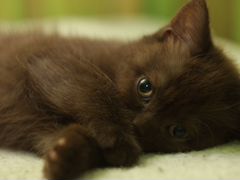 Ласковые шоколадные котята