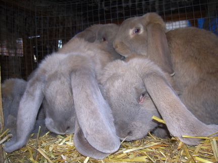 Кролики породы Бараны