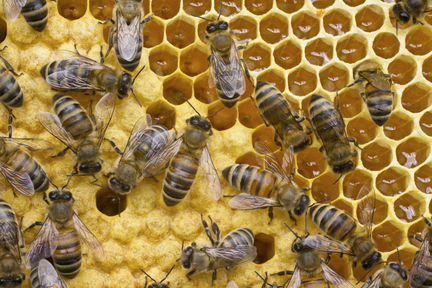 Продаются пчело-семьи