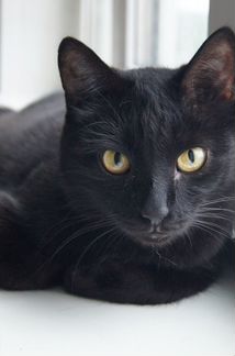Чёрный кот ищет дом