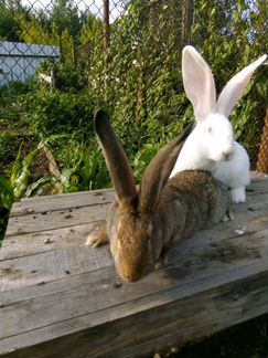 Кролики породы ризин (Фландрии)