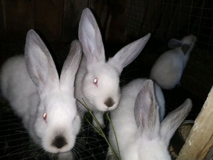 Кролики(молодняк)