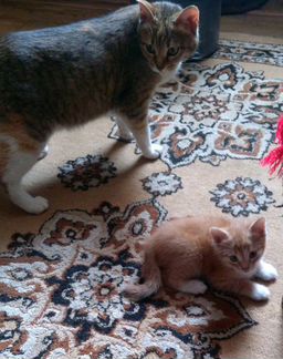 Котята рыженькие 1 мес.,кошечка и котик отдам в хо