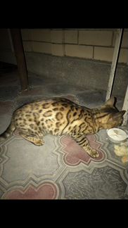 Бенгальская кошка миниатюрный леопард