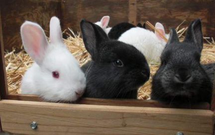 Продам кроликов (помесь) цена договорная
