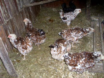 Молодые петушки и семья орловских кур