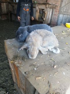 Кролики франц бараны