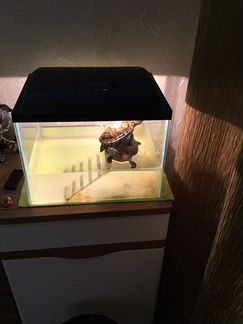 Черепахи (водоплавающие) с аквариумом