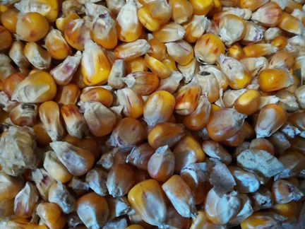 Кукуруза и зерновые