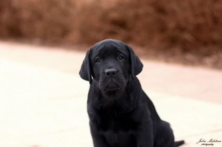 Черная жемчужинка щенок лабрадор ретривер