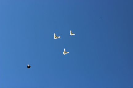 Николаевские голуби, павлины