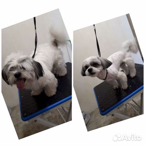 Стрижка собак-Грумер