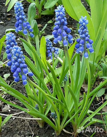 Растения и саженцы для дачи и сада