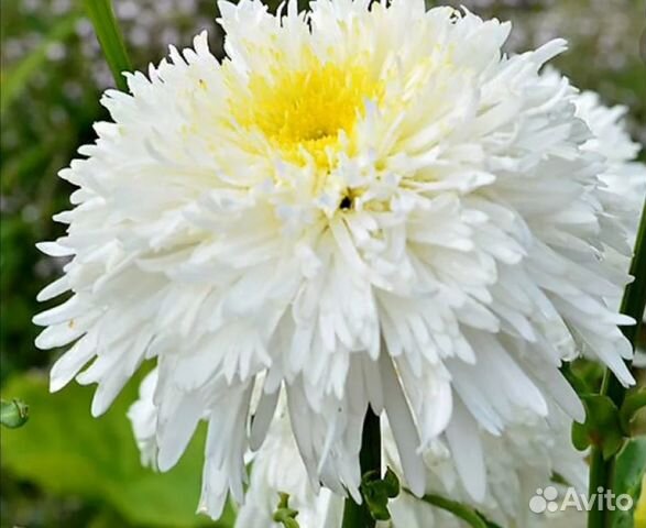 Махровая ромашка 