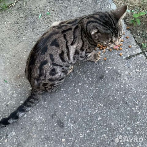 Бенгальская кошка, котёнок в добрые руки, бесплатн