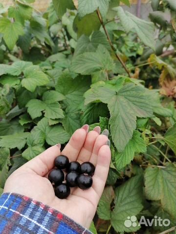 Продам саженцы Чёрная,Красная Сморода,Малина,крыж