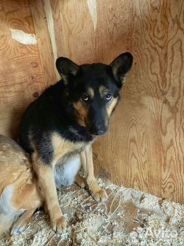 Собака - бояка ищет дом