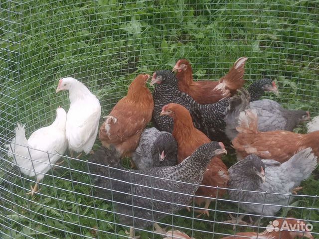 Куры несушки и молодки. Доставка бесплатно