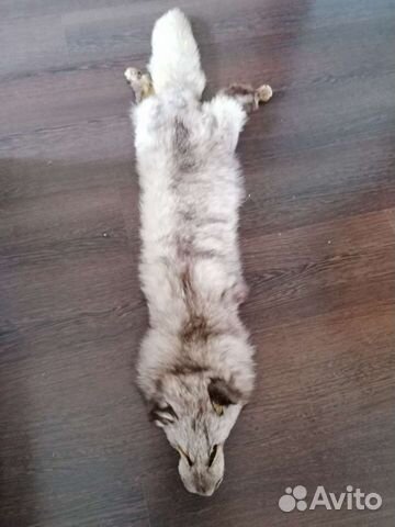 Шкурка животного