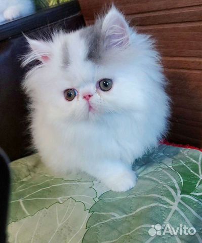 Авито экзотические. Персидская шиншилла. Персидский котенок 1 месяц. Кот белый персидский голубоглазый. Персидский кот белый с голубыми глазами.