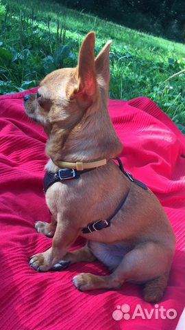 Чихуахуа мини вязка