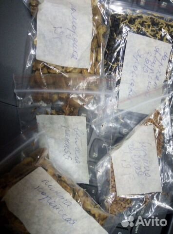 Семена деревьев