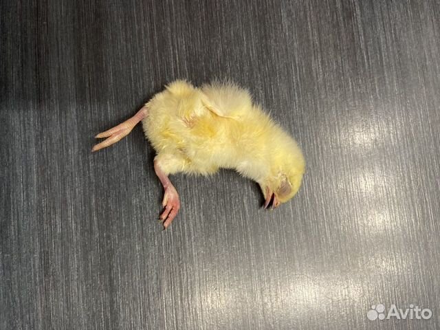 Цыплята суточные на корм