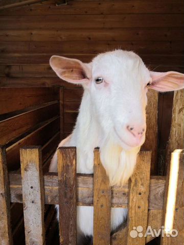 Козёл для вязки