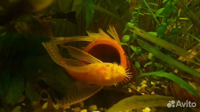 Сомы присоски: L-393, жёлтые анциструсы