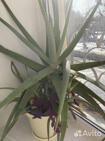 Алоэ лечебный 10летний