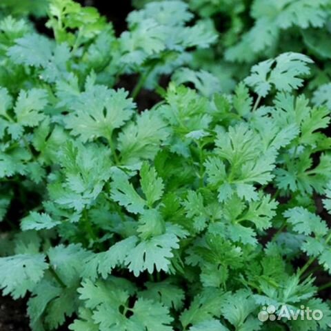 Семена кинза (кориандр)