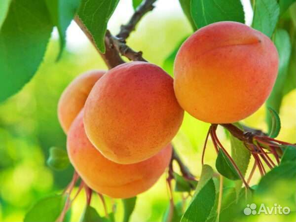 Саженцы абрикос, персик, нектарин и алыча