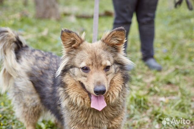 В добрые руки хороший пес Купер