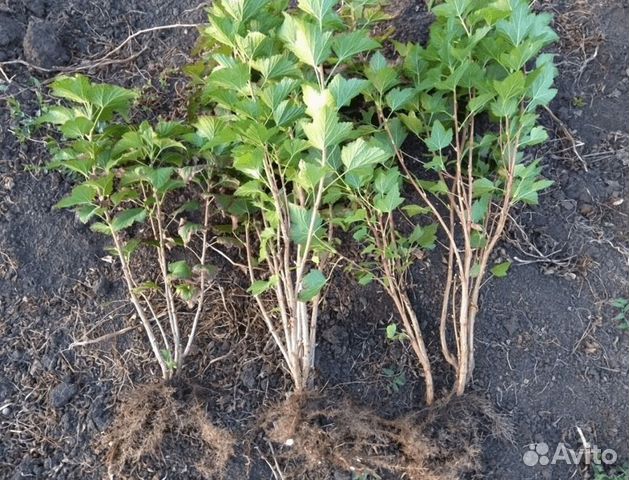 Саженцы плодовых кустарников