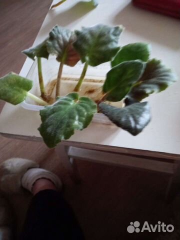 Листочки фиалок сортовых