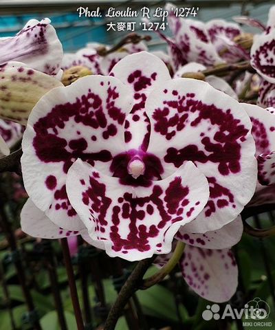 Орхидея Phal. Lioulin R Lip '1274'
